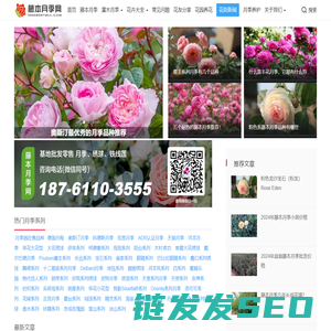 藤本月季网