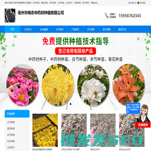 牡丹种苗价格