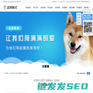 日本纯种柴犬