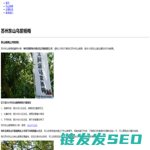 苏州东山乌紫杨梅什么时候上市