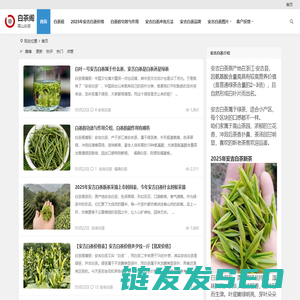 兰花香安吉白茶价格多少钱一斤【图片