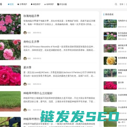 月季苗木批发基地